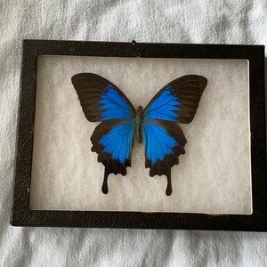 Blue Butterfly in Frame